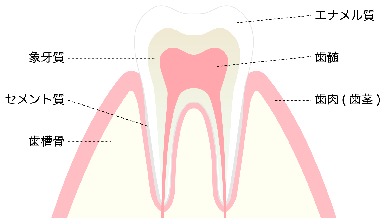 歯の断面図